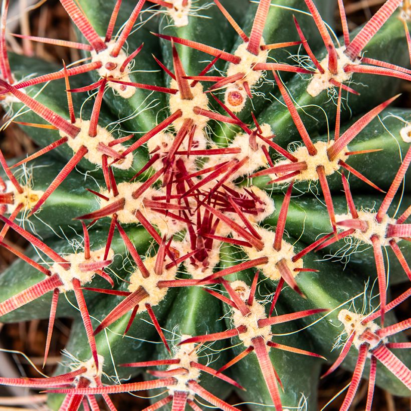 Ferocactus stainesii - Cactus  (Foliage)