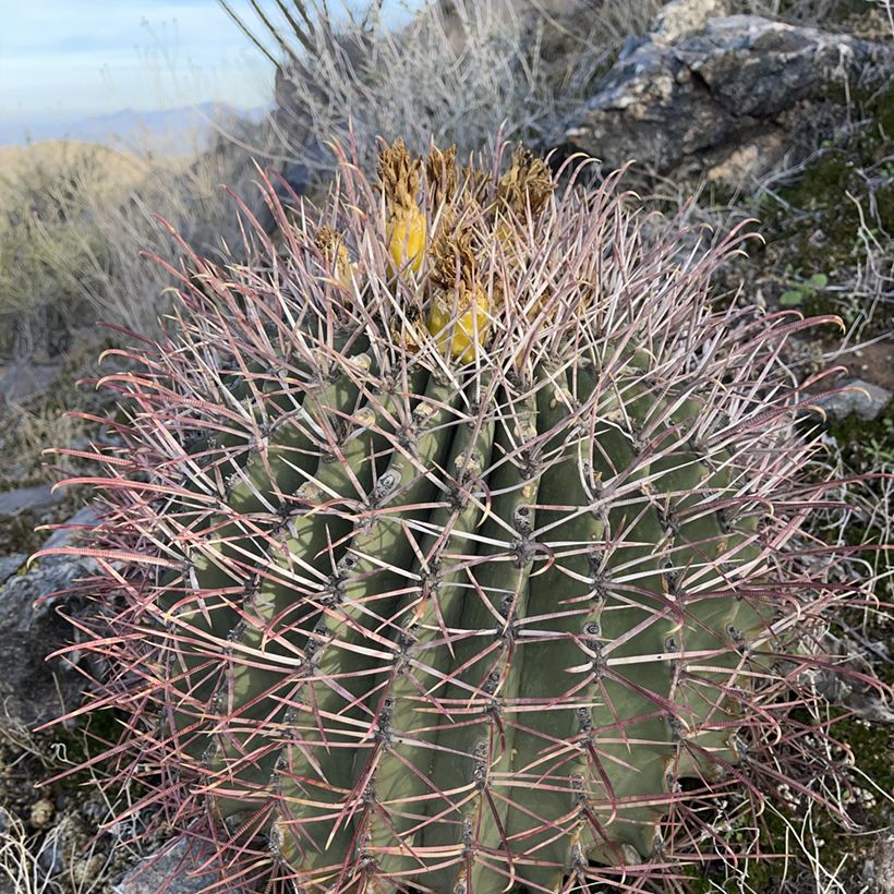 Ferocactus emoryi - Cactus tonneau rouge (Plant habit)