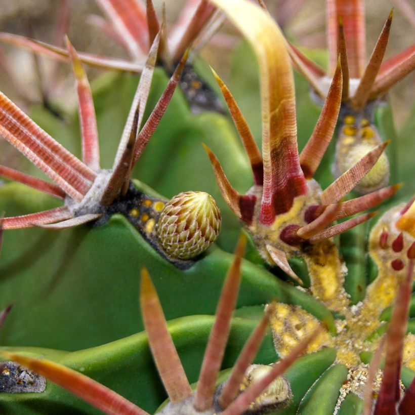 Ferocactus latispinus - Cactus tonneau (Feuillage)