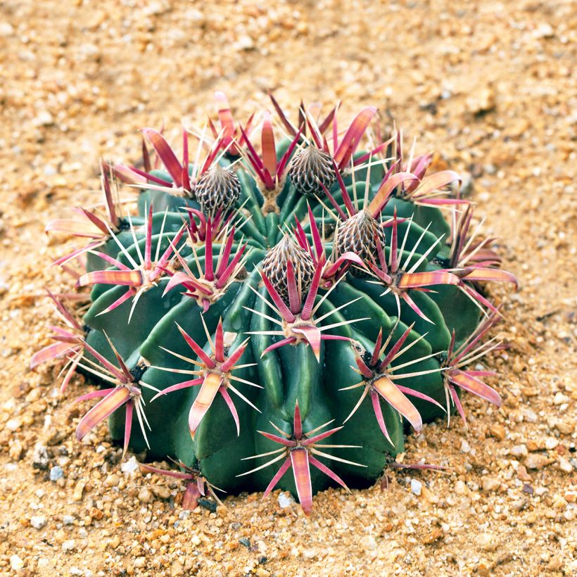 Ferocactus latispinus - Cactus tonneau (Port)
