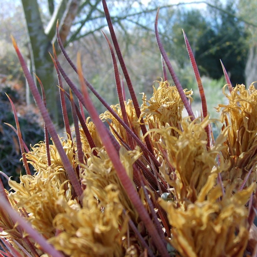 Ferocactus rectispinus - Cactus tonneau (Feuillage)