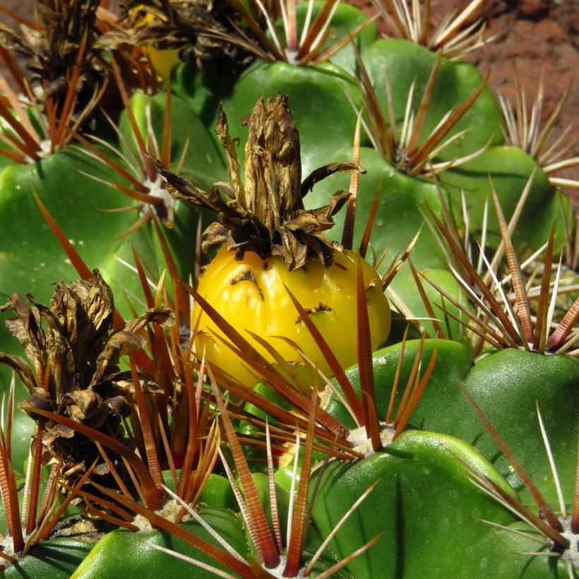 Ferocactus robustus - Cactus tonneau (Harvest)