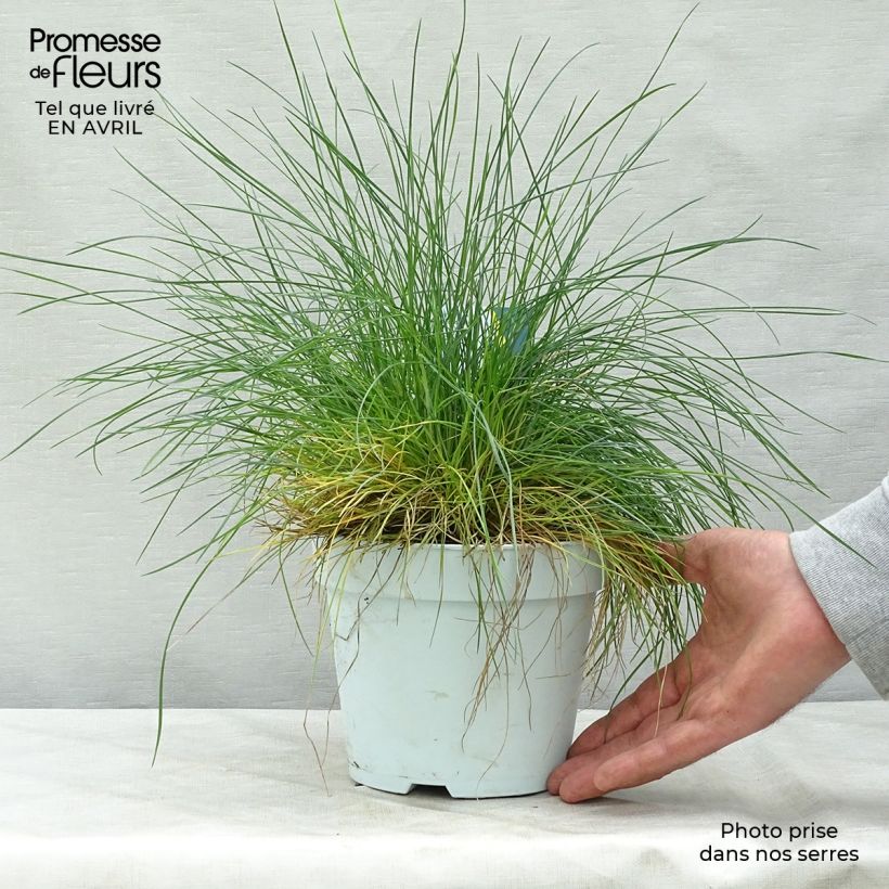 Spécimen de Festuca Intense Blue - Fétuque bleue Pot de 2L/3L tel que livré au printemps