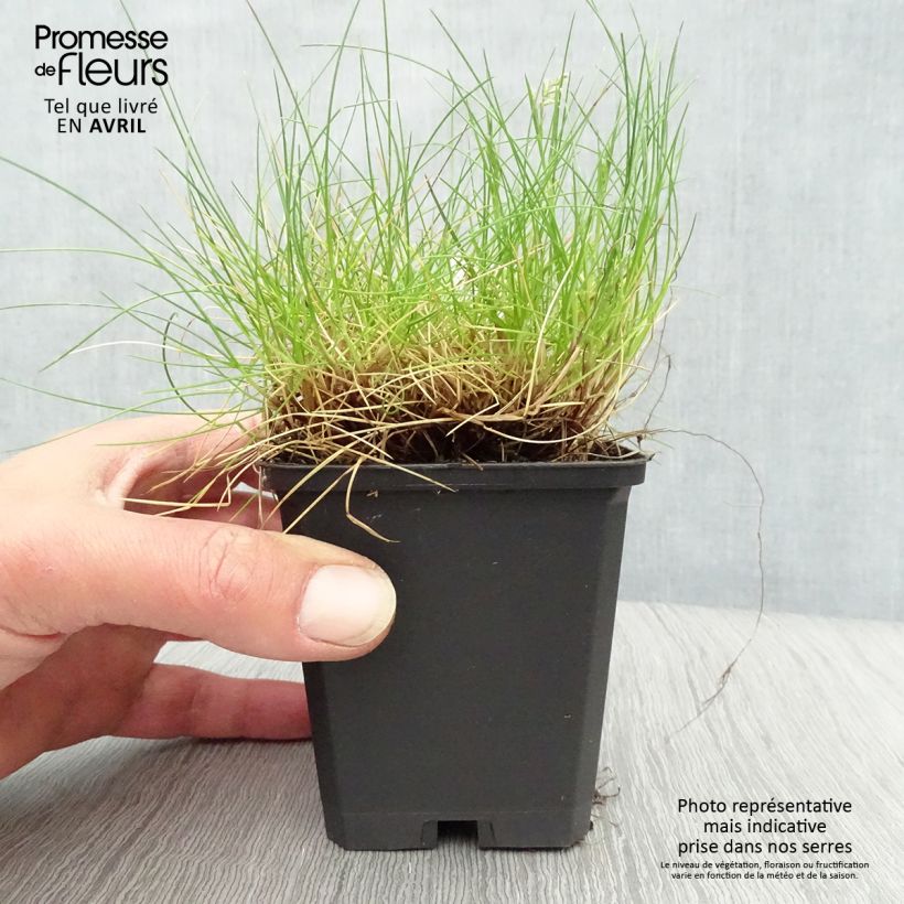 Example of Festuca gautieri - Fétuque de Gautier Godet de 8/9 cm as you get in printemps