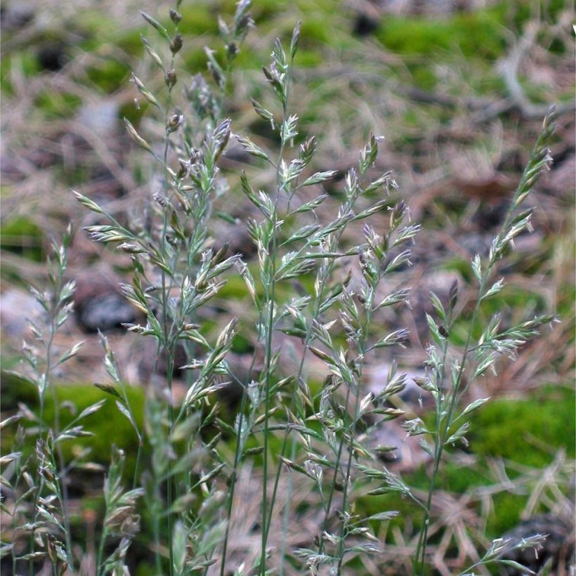 Fétuque des moutons - Festuca ovina (Flowering)