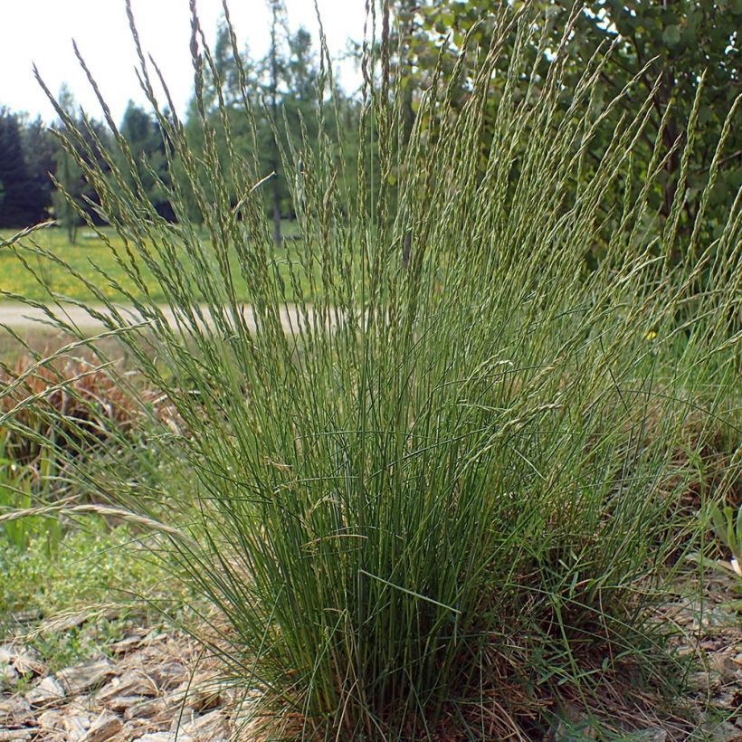 Fétuque des moutons - Festuca ovina (Plant habit)