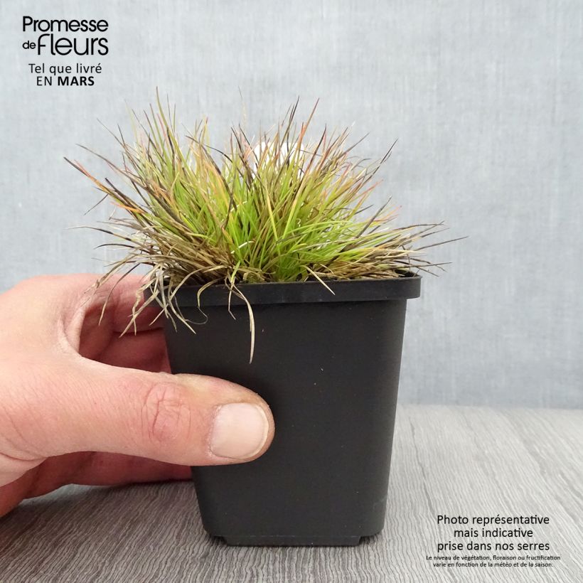 Spécimen de Fetuque, Festuca glauca Golden Toupee Godet de 8/9 cm tel que livré au printemps