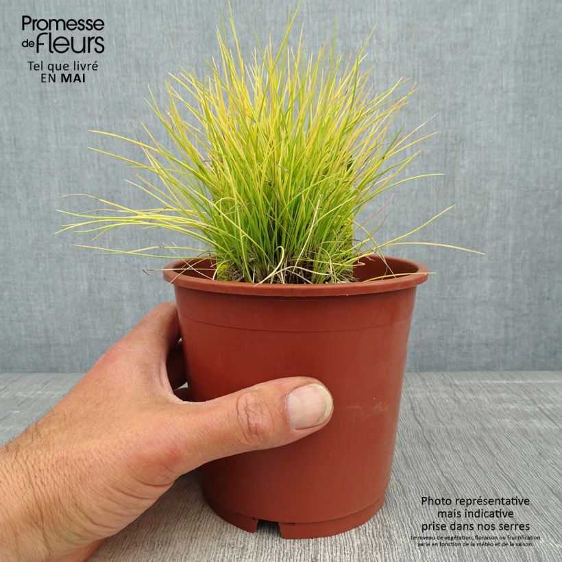 Spécimen de Fetuque, Festuca glauca Golden Toupee Pot de 1L/1,5L tel que livré au printemps