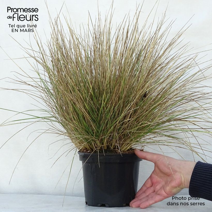 Example of Fétuque - Festuca mairei Pot de 2L/3L as you get in printemps
