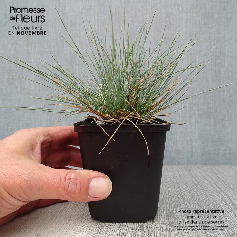 Spécimen de Fétuque bleue Elijah Blue - Festuca glauca Godet de 8/9 cm tel que livré en automne