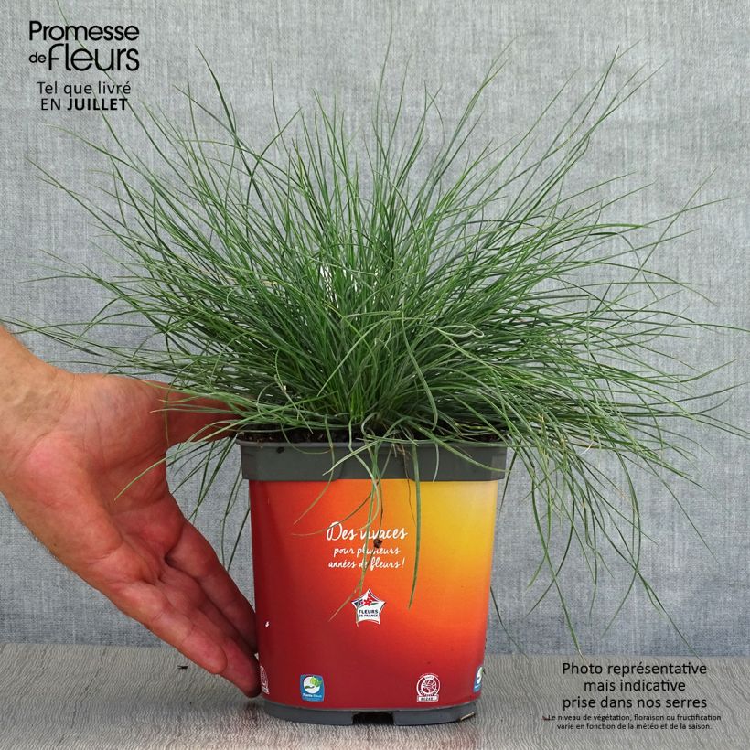 Spécimen de Fétuque bleue - Festuca glauca Pot de 2L/3L tel que livré en été