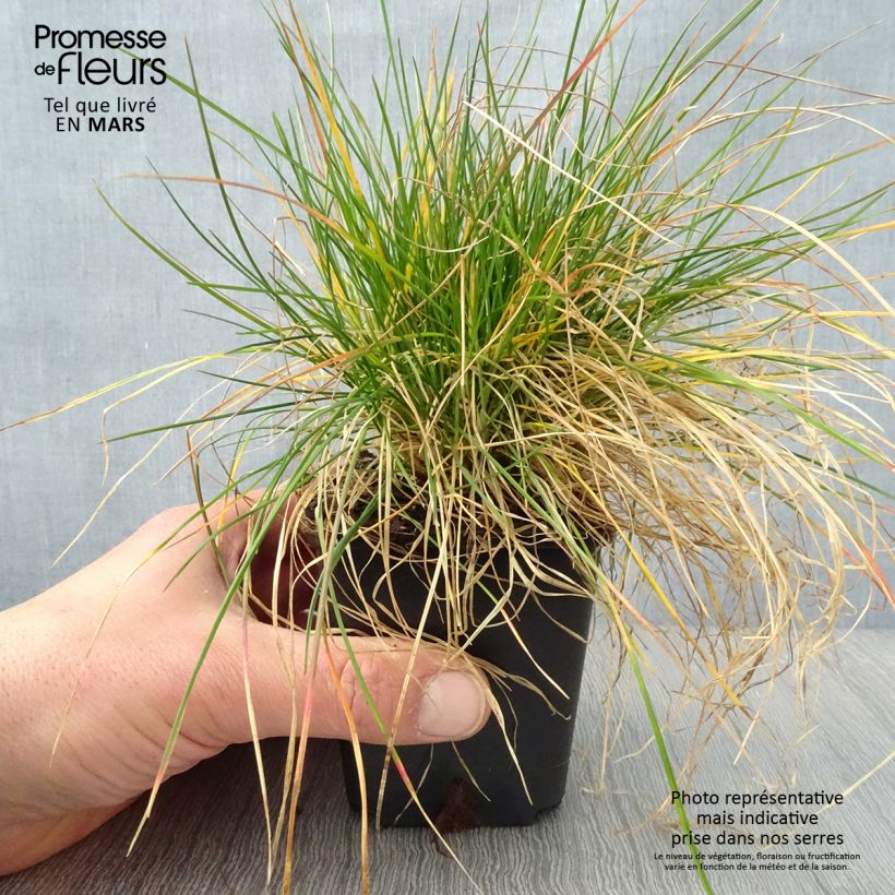 Example of Fétuque des moutons - Festuca ovina Godet de 8/9 cm as you get in printemps