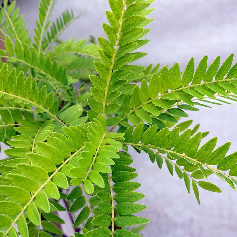 Févier d'Amérique doré - Gleditsia triacanthos Sunburst (Foliage)