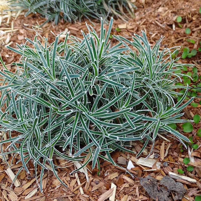 Ficinia truncata Ice Crystal - Ficinia givré (Port)