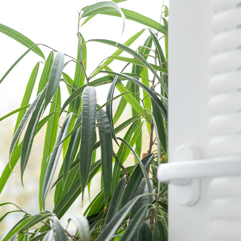 Ficus Alii (Feuillage)