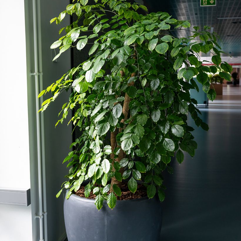 Ficus Exotica - Figuier pleureur (Port)