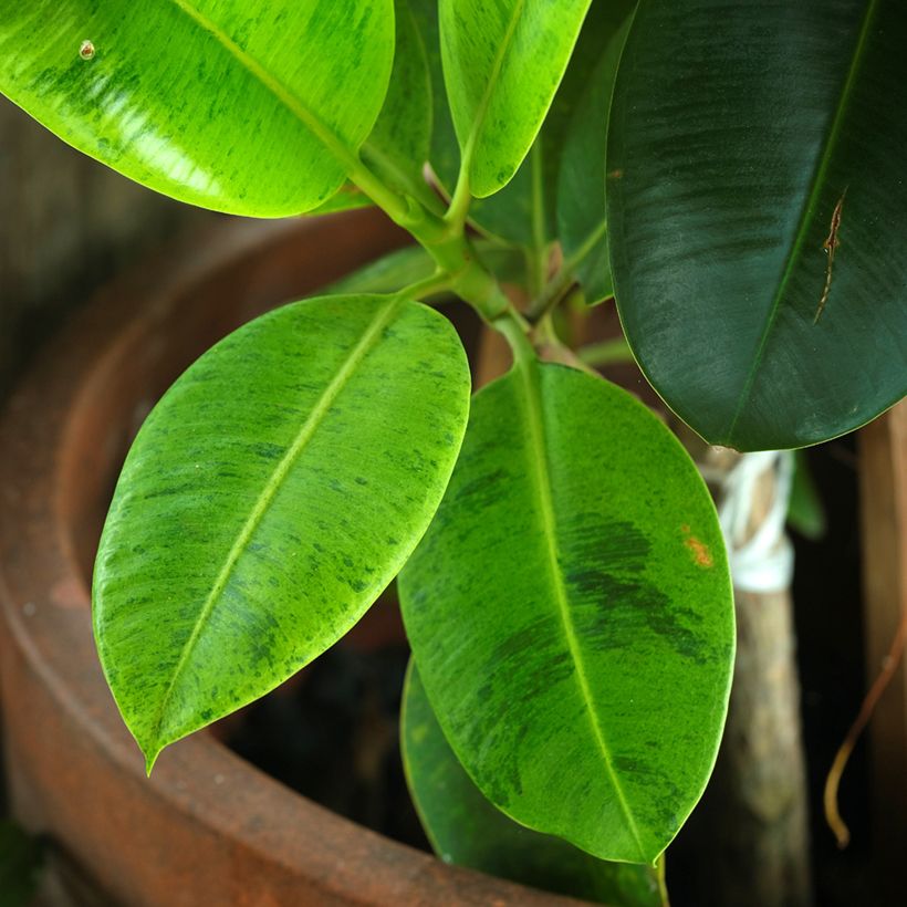 Ficus Shivereana - Caoutchouc panaché (Foliage)
