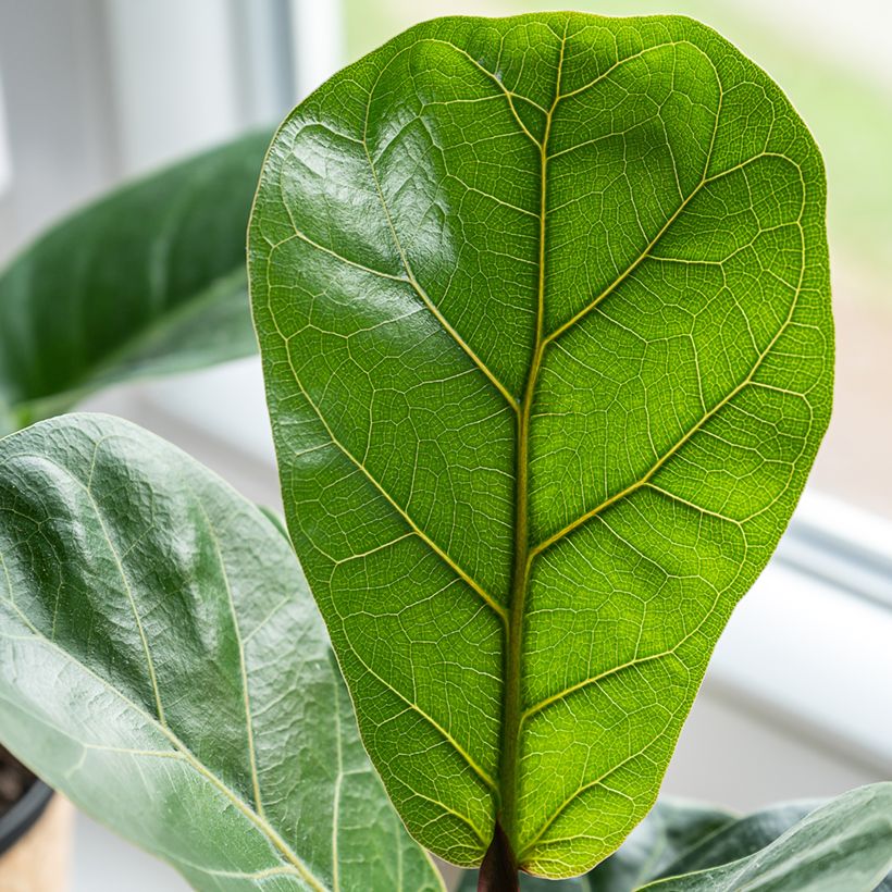 Ficus lyrata - Figuier lyre (Foliage)