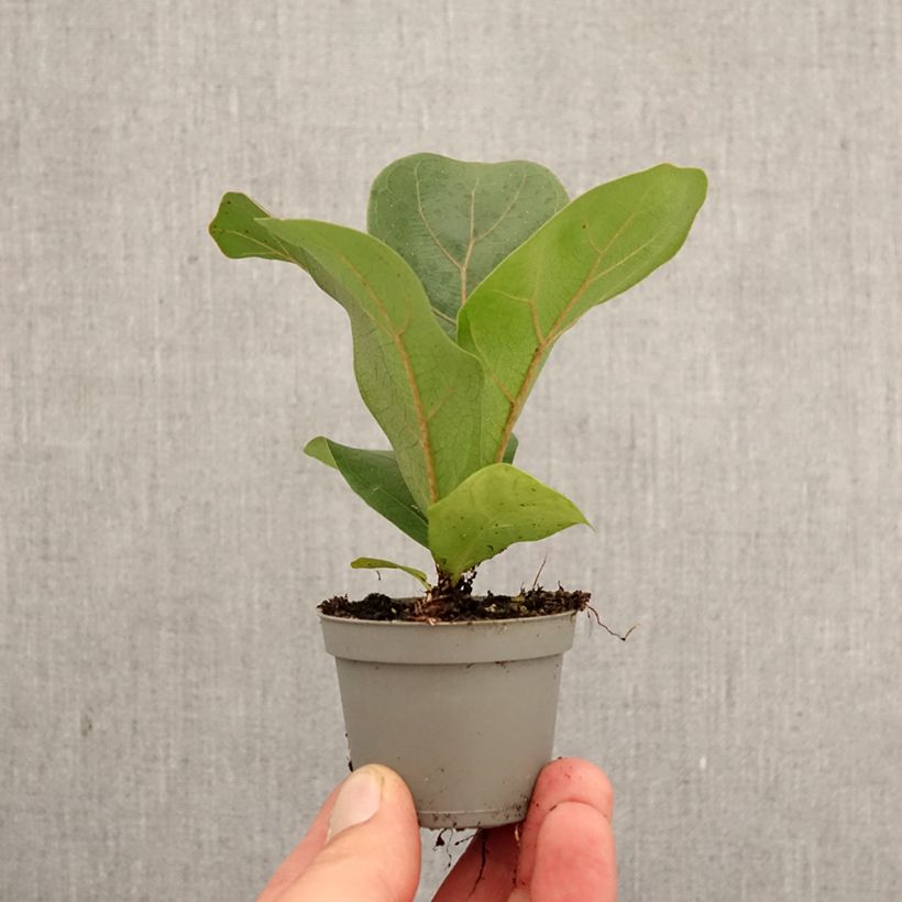 Spécimen de Ficus lyrata - Figuier lyre Mini-plante tel que livré au printemps
