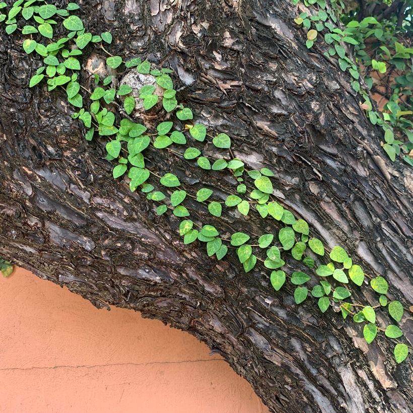 Ficus pumila Arina - Ficus nain rampant (Plant habit)