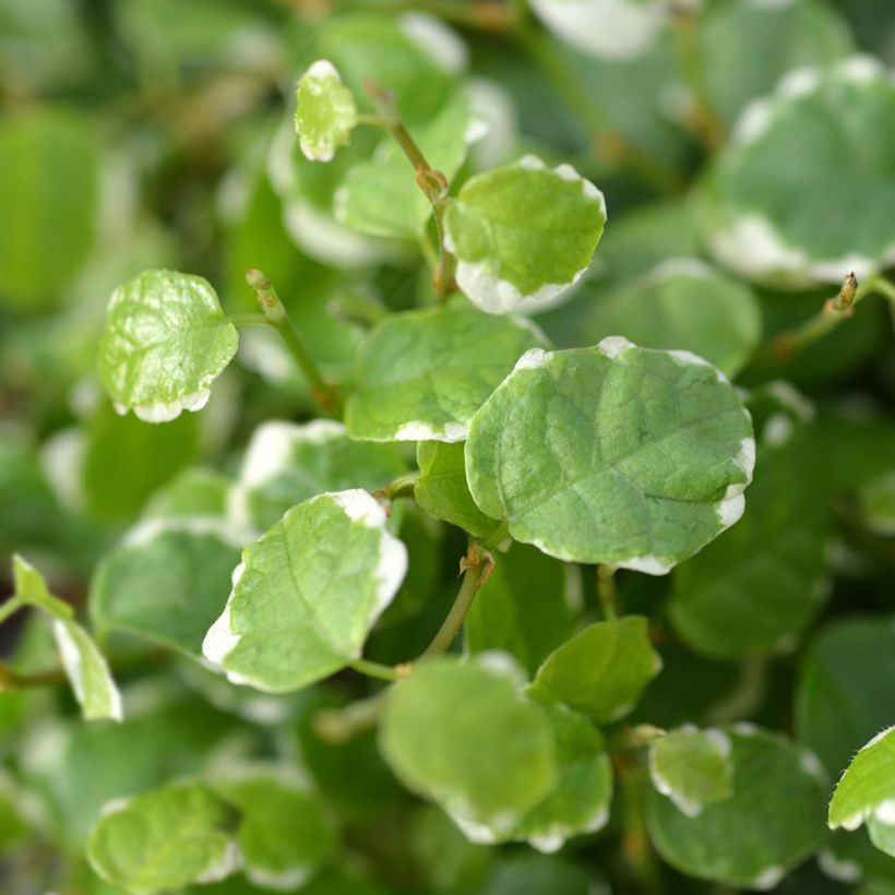 Ficus pumila Bellus - Ficus nain panaché (Foliage)