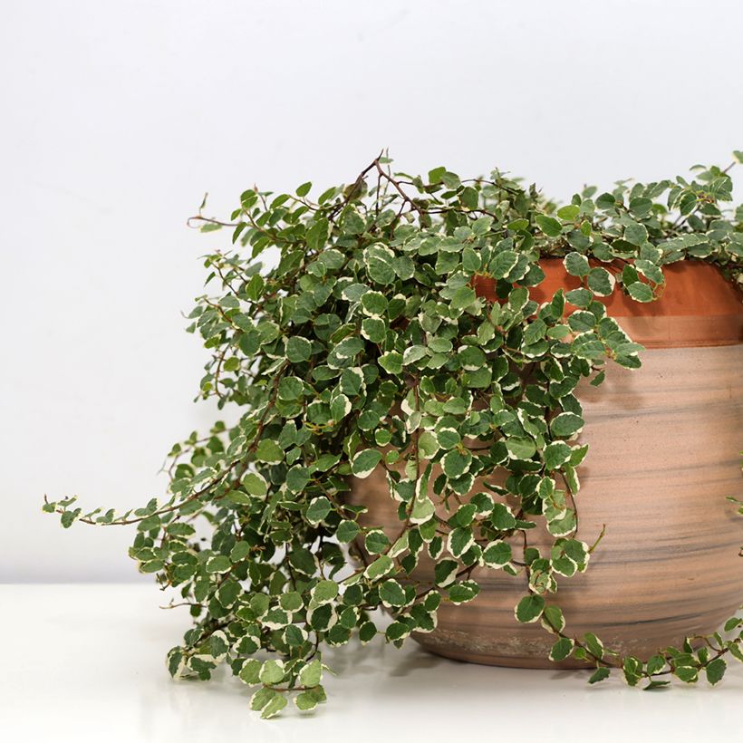 Ficus pumila Bellus - Ficus nain panaché (Plant habit)