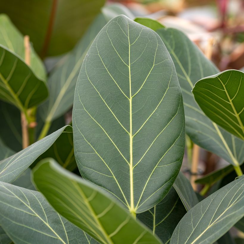 Ficus Audrey - Figuier des Banyans (Feuillage)