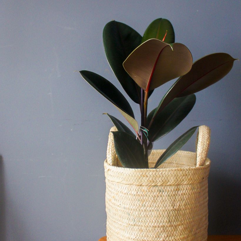 Ficus Burgundy - Caoutchouc (Port)