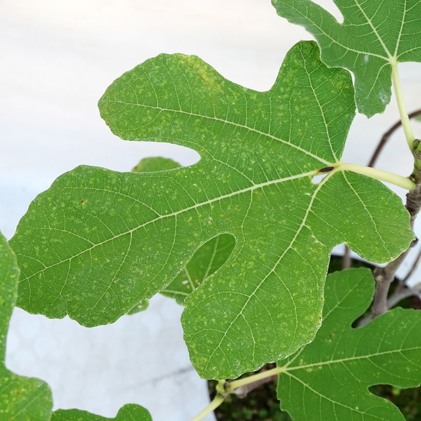 Figuier Carica Portogallo - Figuier long du Portugal (Feuillage)