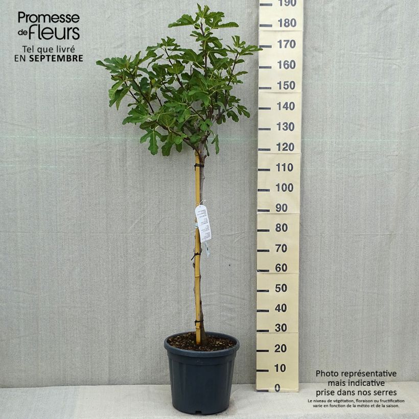 Spécimen de Figuier Ronde De Bordeaux - Ficus carica Pot de 7,5L/10L, Demi-Tige tel que livré en été