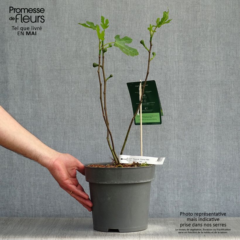 Example of Figuier Firoma - Ficus carica Pot de 2L/3L, Touffe as you get in printemps