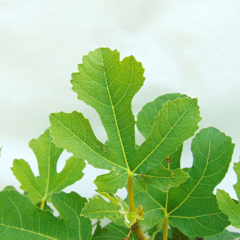 Figuier Goutte d'Or (Foliage)