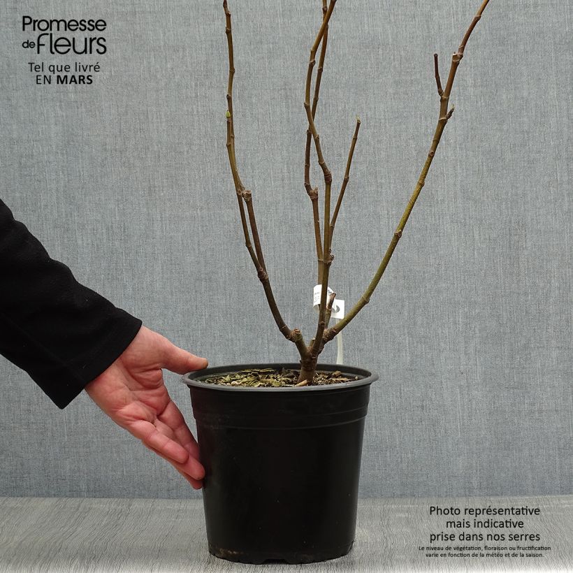 Example of Figuier Goutte d'Or Pot de 2L/3L as you get in printemps