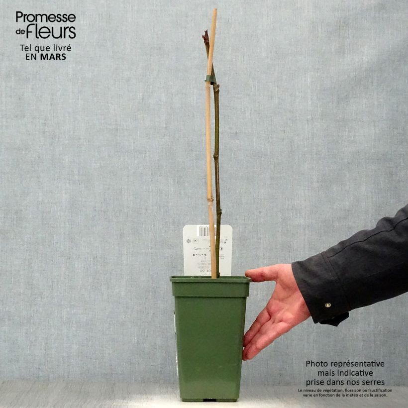 Spécimen de Figuier Gustissimo Perretta - Ficus carica Pot de 2L/3L, Buisson tel que livré au printemps