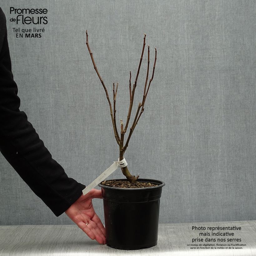 Spécimen de Figuier Jannot - Ficus carica  Pot de 4L/5L tel que livré au printemps