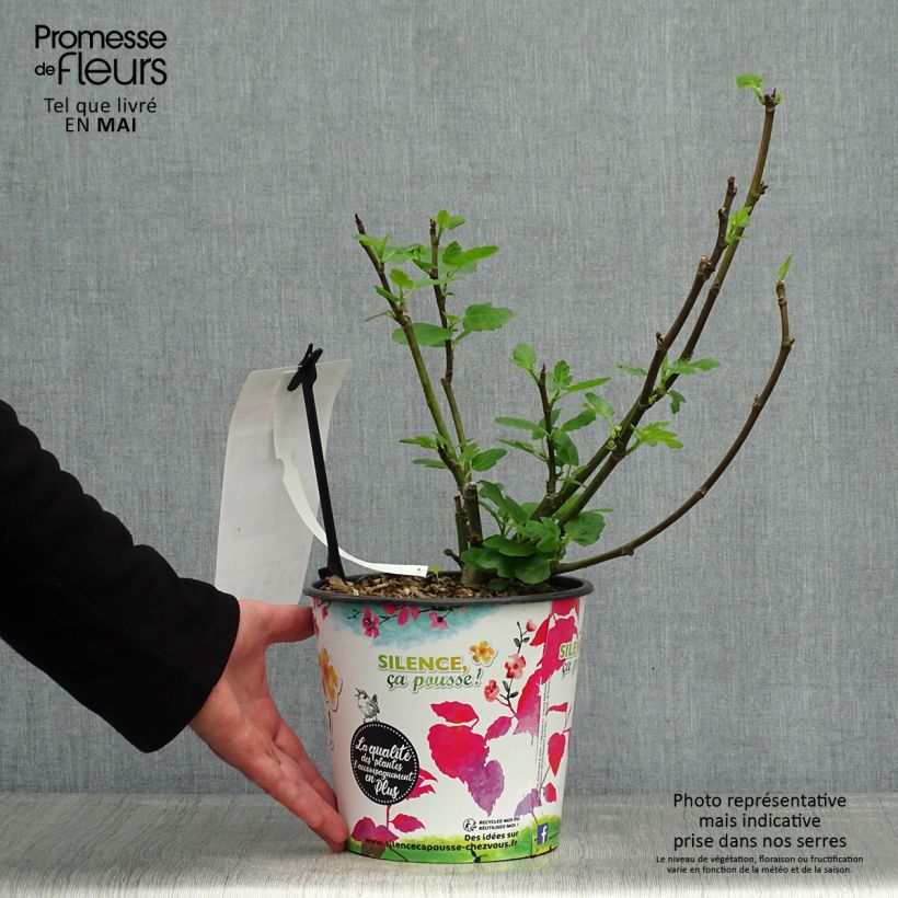 Example of Figuier Jordan - Ficus carica Pot de 4L/5L, Buisson as you get in printemps