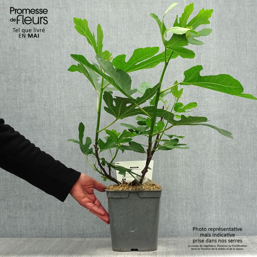 Example of Figuier Marseillaise - Ficus carica    Pot de 4L/5L as you get in printemps