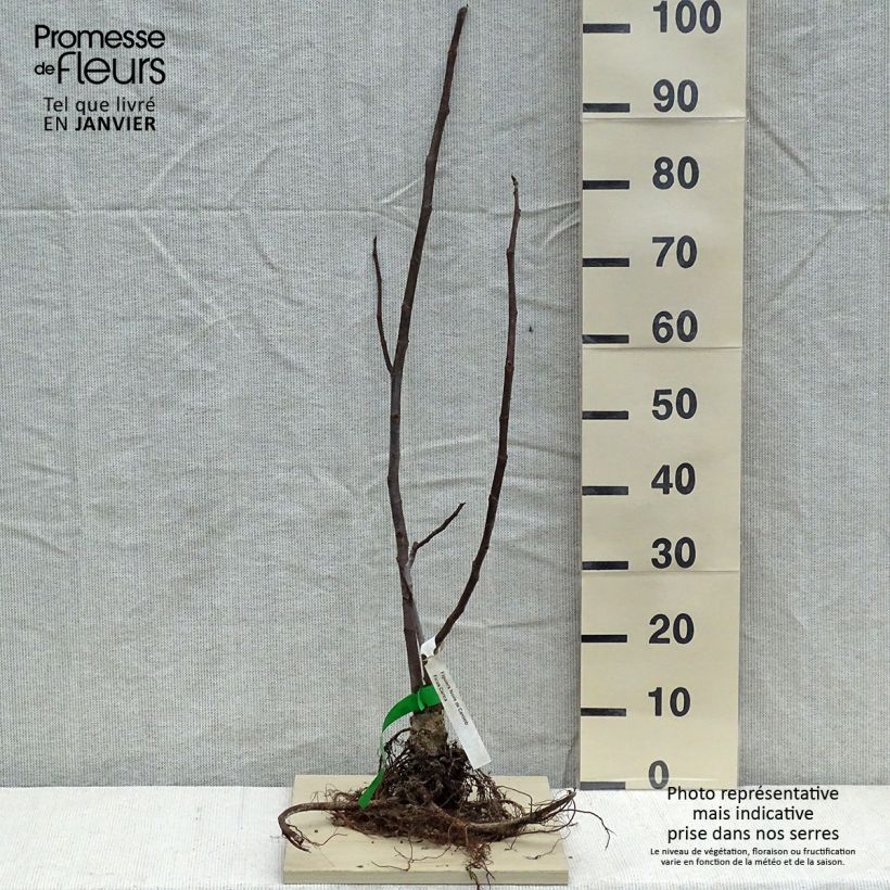 Example of Figuier Noire de Caromb Bio Racines nues as you get in hiver