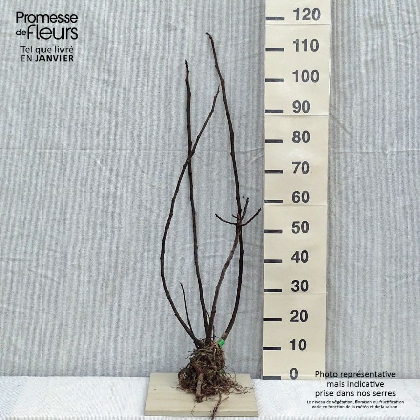 Example of Figuier Rouge de Bordeaux Bio Racines nues as you get in hiver
