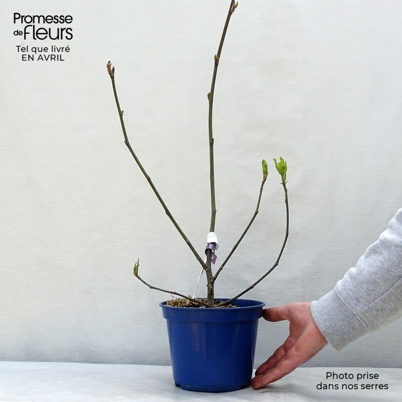 Spécimen de Figuier nain Figality - Ficus carica Pot de 2L/3L, Buisson tel que livré au printemps