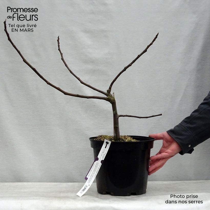 Spécimen de Figuier nain Figality - Ficus carica Pot de 7,5L/10L, Buisson tel que livré au printemps