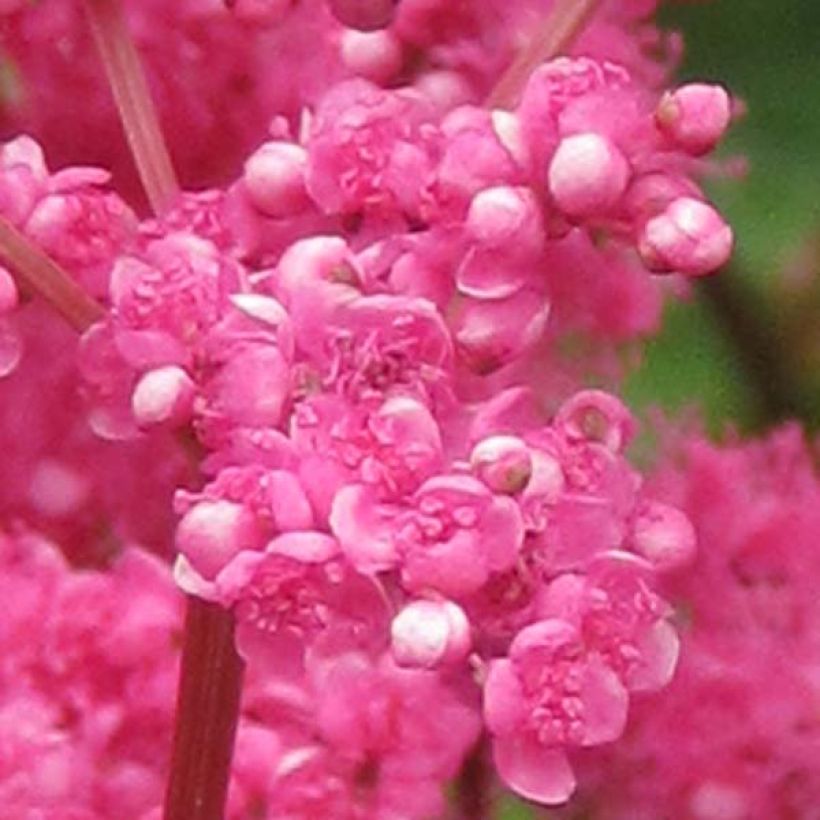 Filipendula purpurea - Reine des prés (Flowering)