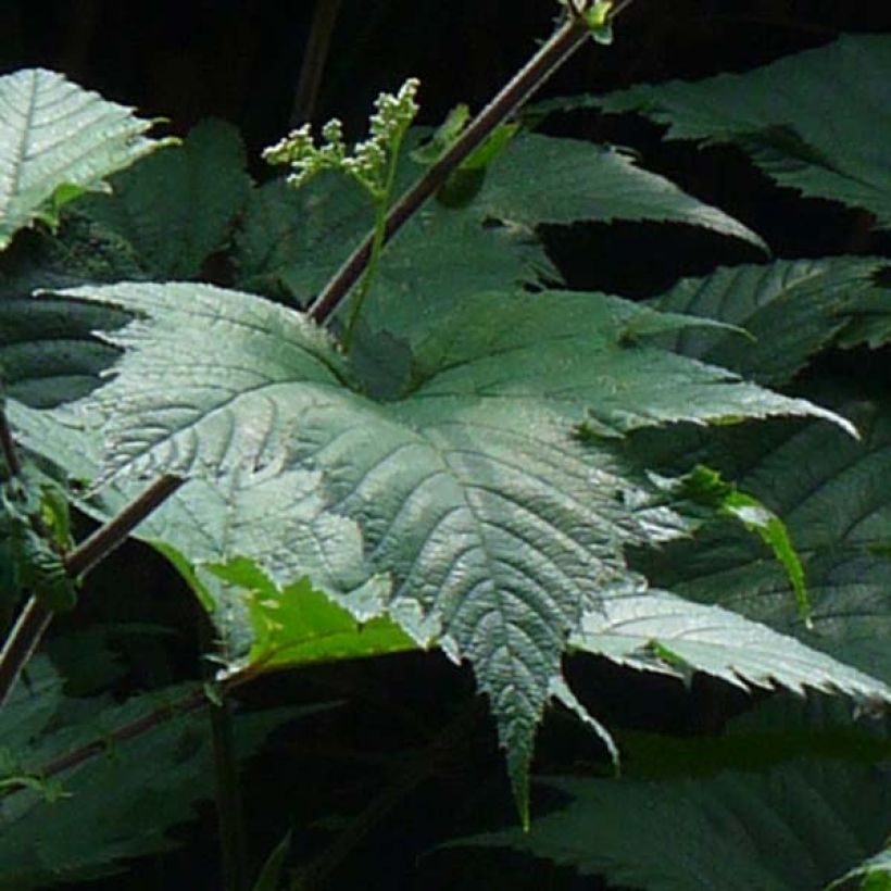Filipendula camtschatica - Reine des prés (Foliage)