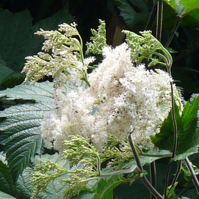 Filipendula camtschatica - Reine des prés (Flowering)
