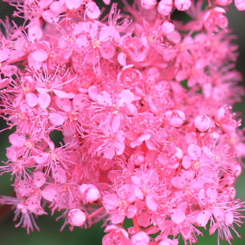 Filipendula multijuga, Reine des prés (Floraison)