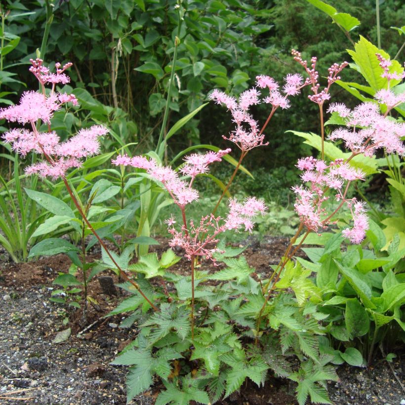 Filipendula multijuga, Reine des prés (Port)