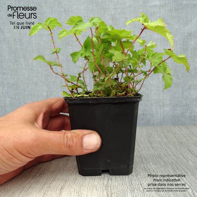 Spécimen de Filipendula palmata Nana - Filipendule palmée Godet de 8/9 cm tel que livré en été