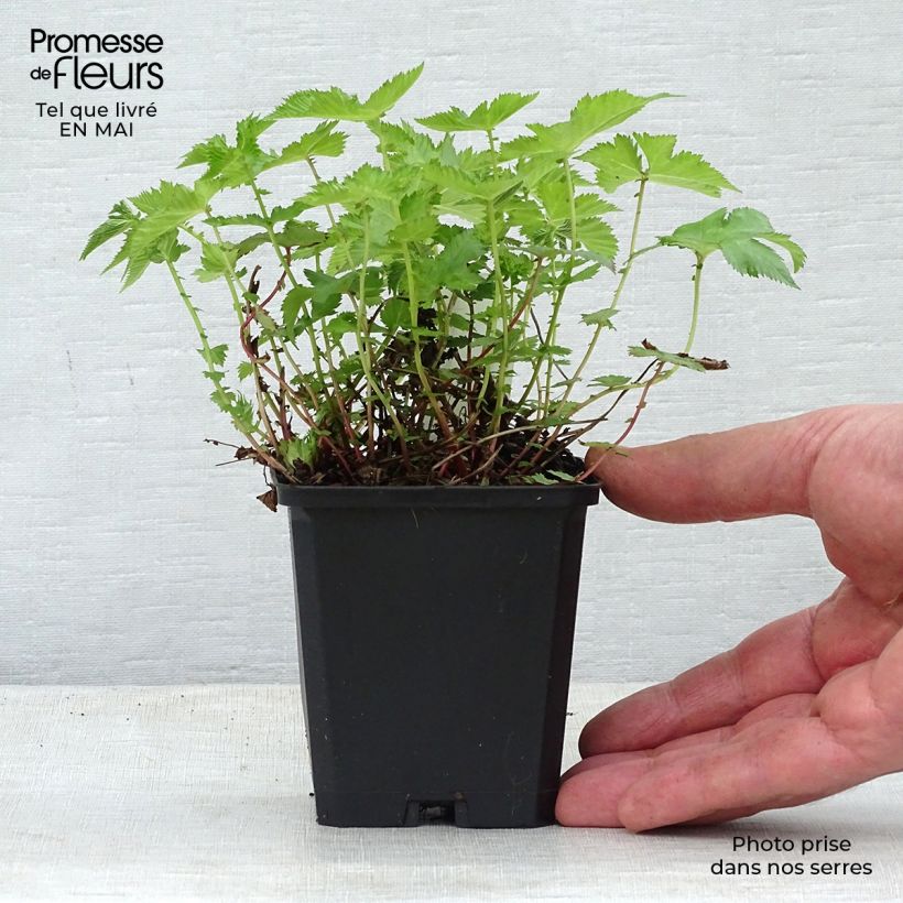 Spécimen de Filipendula palmata Nana - Filipendule palmée Godet de 8/9 cm tel que livré au printemps