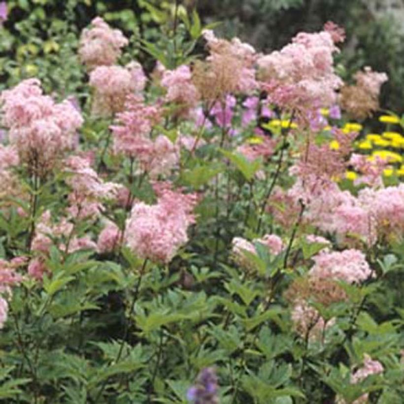 Filipendula purpurea Elegans, Reine des prés (Plant habit)