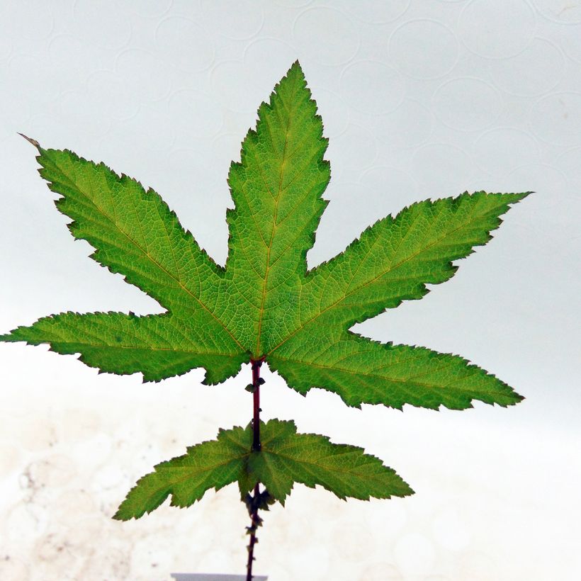 Filipendula rubra Venusta - Reine des prés (Feuillage)